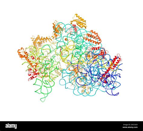 Bacterial Ribosome Computer Model Showing The Secondary Structure Of A