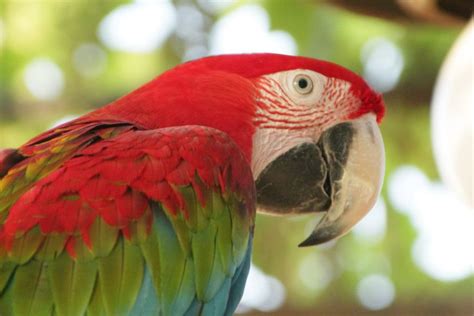 Lovely Parrot Smithsonian Photo Contest Smithsonian Magazine