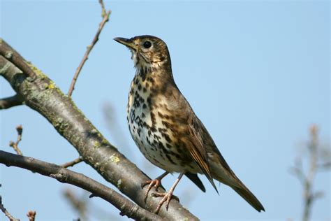 Song Thrush