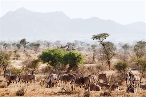 Days Samburu National Reserve Luxury Safari Kenya Safaris