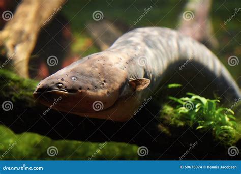 Electric Eel (Electrophorus Electricus) Stock Photo - Image of fish, ampere: 69675374