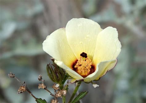 Desert Rose Mallow Hibiscus Coulteri Bisbee Cemetery Flickr