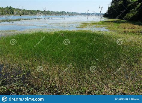 Humedal Vegetaci N Acu Tica Plantas Que Prefieren Crecer En Un Ambiente