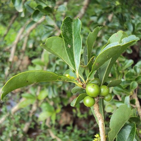 Flacourtia indica, also known as Governor's plum or Ramontchi
