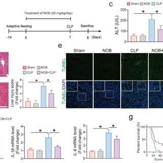 Nob Administration Protects Against Sepsis Induced Liver Injury In