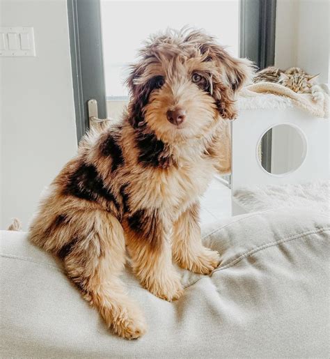 Aussiedoodle Size Guide (Toy, Mini & Standard) | PupTraveller