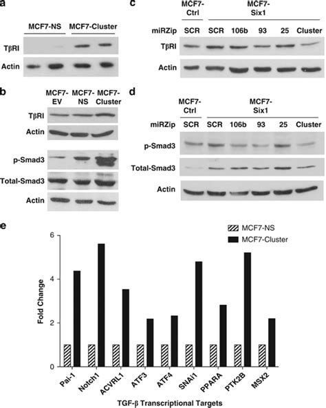 The Mir B Cluster Activates Tgf Signaling A Transient And B