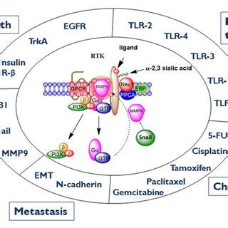 Neu Mmp Gpcr Signaling Platform In The Regulation Of Rtk And The