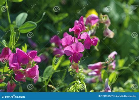 Fundo Floral Natural Flores Cor De Rosa Da Ervilha Doce Imagem De Stock