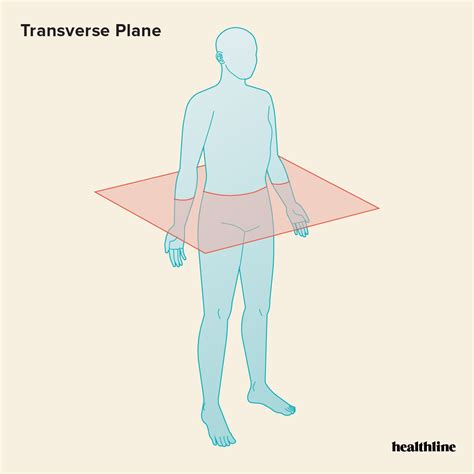 The 3 Anatomical Body Planes And The Movements In Each Artofit