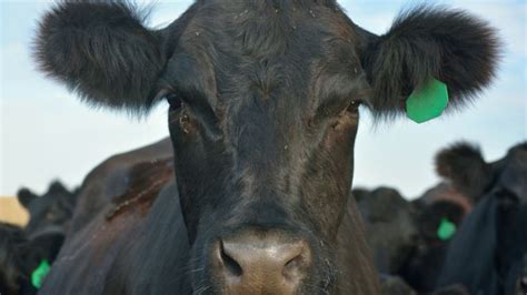 The Benefits Of Organic Trace Minerals In Cattle Alltech
