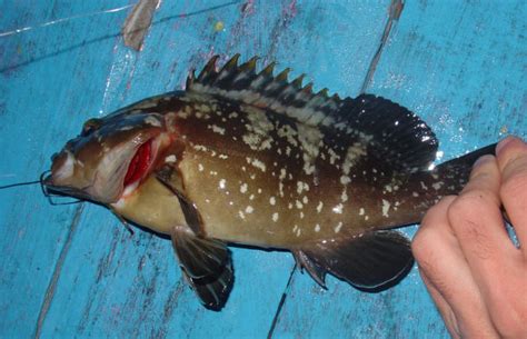 South Africa's Yellowbelly Rockcod Photographs & Pictures (Dusky Perch)