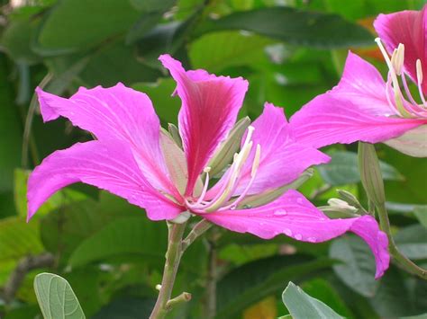 Bauhinia blakeana (Orchid Tree4) - Richard Lyons Nursery, Inc.