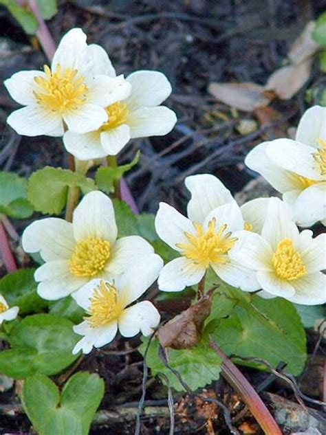 Weißblühende Sumpf Dotterblume Caltha palustris var alba kaufen