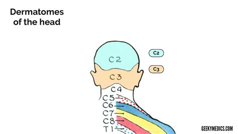 Facial dermatome map – Telegraph