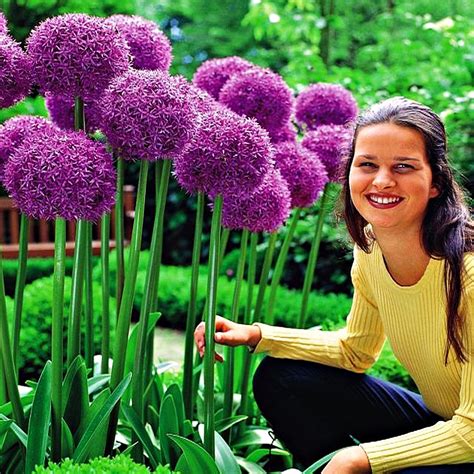 Allium Czosnek Ozdobny Globemaster 1 Szt Cebulki BENEX Sklep EMPIK