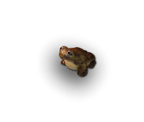 Bull Frog