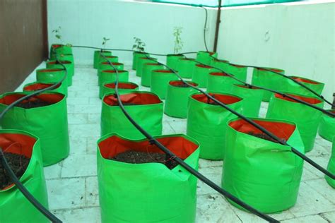 Buy DIY Instant Garden Kit 10 Plants online from MyOwnGarden®