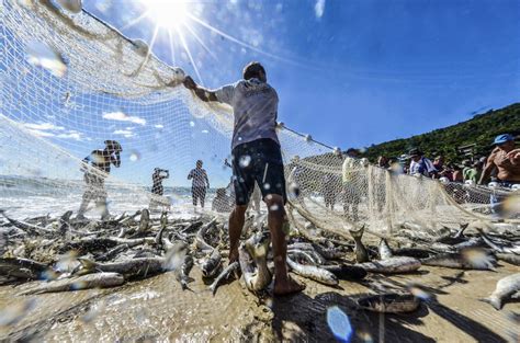 Pesca Da Tainha Santa Catarina Nd Mais