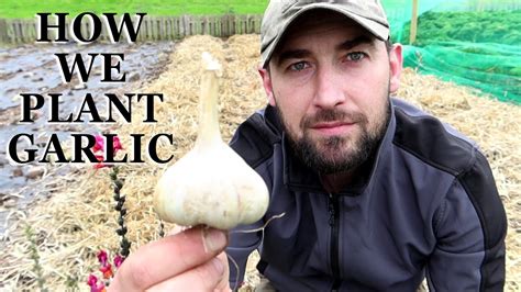 How To Grow Garlic Youtube