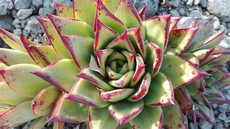 Geometría mexicana Concurso Fotográfico Celebremos lo nuestro