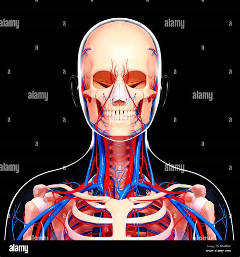 Human Cardiovascular System Artwork Stock Photo Alamy