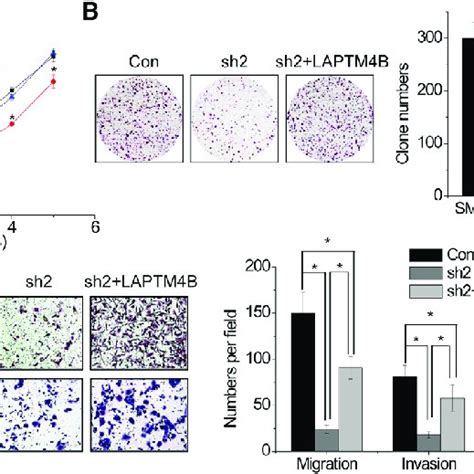 Hcal Facilitates Hcc Cell Proliferation Migration And Invasion By