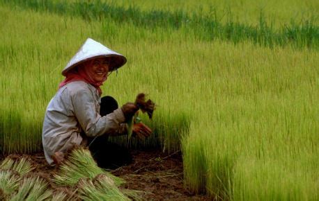 Agricultura en la Antigua China Principales Cultivos Historia y Métodos