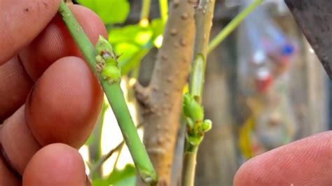 How To Grafting Two Sprout Tree With Branch Tree Wrap With Plastic