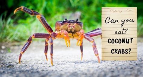 Can You Eat Hermit Crabs Everything Explained Tastylicious