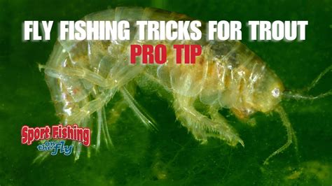 Fly Fishing Tricks For Trout Pro Tip Fall Shrimping Can Be Deadly