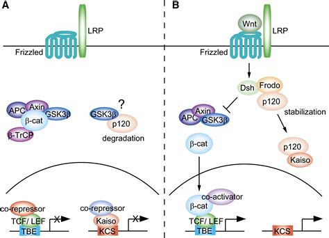 Frodo Links Dishevelled To The P Catenin Kaiso Pathway Distinct