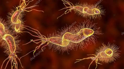 Helicobacter pylori bacteria que coloniza el estómago y se asocia con