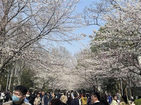 今起南京进入最佳赏樱期！“樱花之约”给你一场视觉盛宴樱桃品种香味