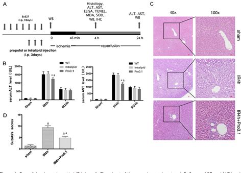 Figure From Propofol Alleviates Hepatic Ischemia Reperfusion Injury