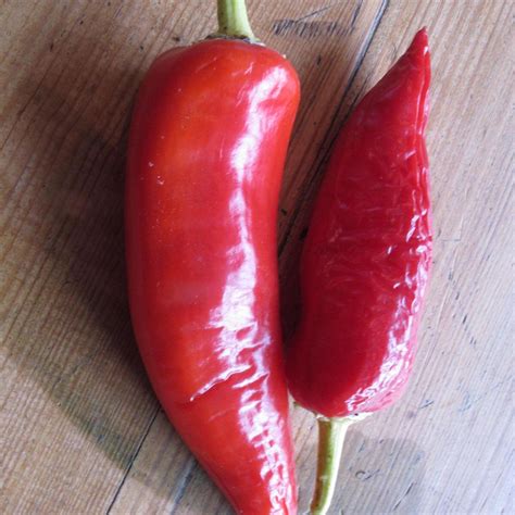 Chili Hungarian Hot Wax Capsicum Annuum Bio Ca 10 Zaden