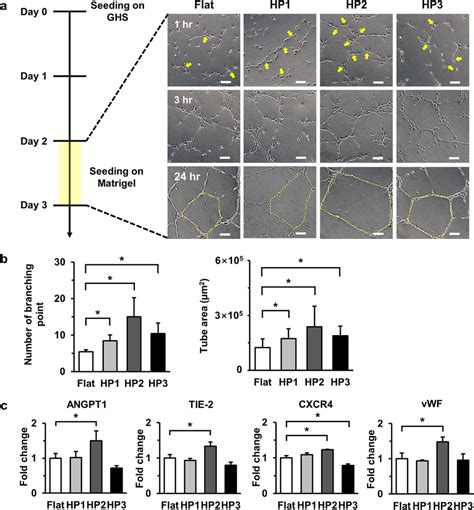 HUVECs Stimulated By HP2 GHS Rapidly Induces Tube Formation A In