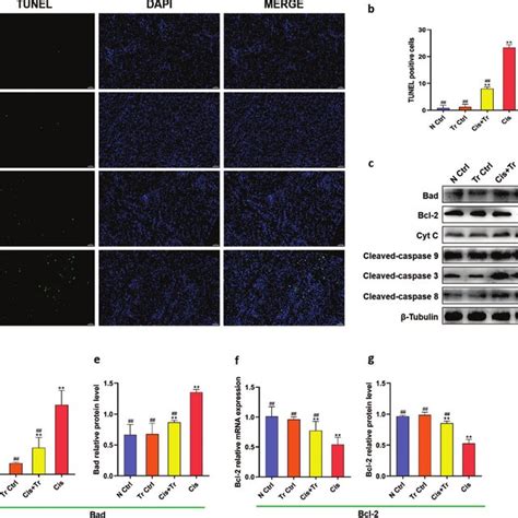 Troxerutin Alleviated Renal Cell Apoptosis A Tunel Assay Of Renal