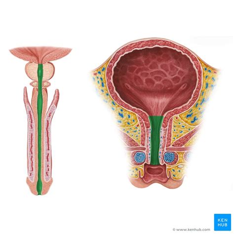 Uretra masculina e feminina Anatomia histologia função Kenhub