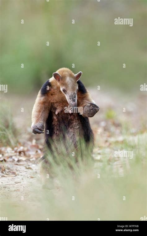 Sur Menor Anteataer Tamandua Tamandua Tetradactyla De Pie En Una