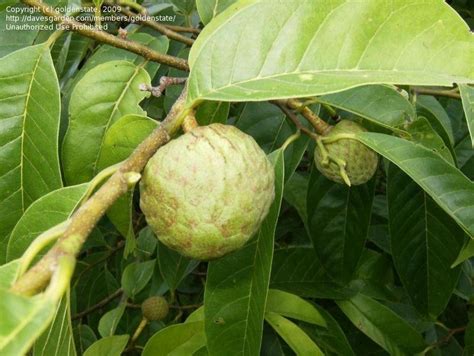 Plantfiles Pictures Mountain Soursop Wild Soursop Guanabana De Monte