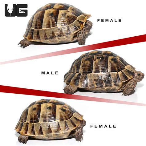 Tunisian Greek Tortoises (Testudo graeca) For Sale - Underground Reptiles