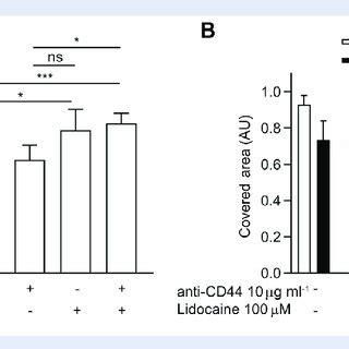 Effect Of Lidocaine On Cd Expression And Relevance Of Cd Induced