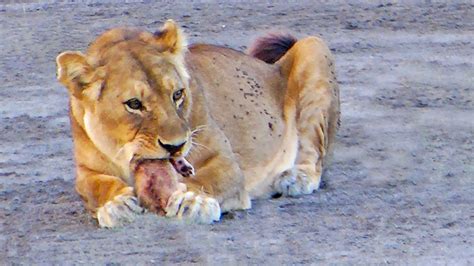 Lioness Bites Her Cub S Head Off YouTube