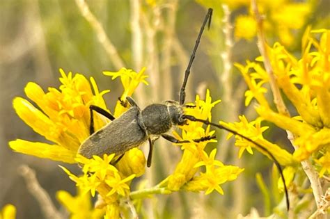 A Rare Opportunity To Do Fall Insect Collecting In Western North America Beetles In The Bush