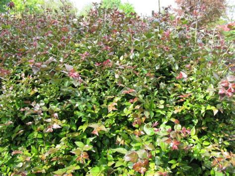Lonicera nitida 'Red Tips' - Kamperfoelie | Bloemenpark Appeltern
