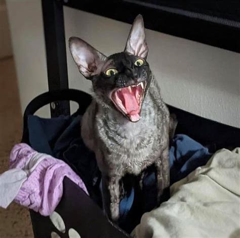 “This Is The Creepiest Cat I’ve Ever Seen!” – Pain In The Bud