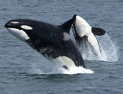 Killer Whales Wallpapers Wallpaper Cave