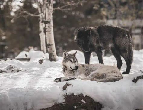 22 Wolf Facts Exploring the Wonderful World of Wolves