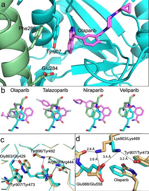 Docking Models Of The PARP1 HPF1 PARPi Complexes A Model Of The